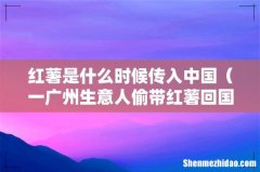 一广州生意人偷带红薯回国 红薯是什么时候传入中国