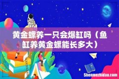 鱼缸养黄金螺能长多大 黄金螺养一只会爆缸吗