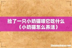 小奶猫怎么养活 捡了一只小奶猫喂它吃什么