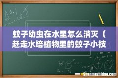 赶走水培植物里的蚊子小技巧 蚊子幼虫在水里怎么消灭