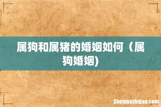 属狗和属猪的婚姻如何(属狗婚姻)