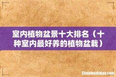 十种室内最好养的植物盆栽 室内植物盆景十大排名