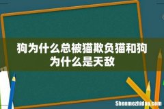 狗为什么总被猫欺负猫和狗为什么是天敌