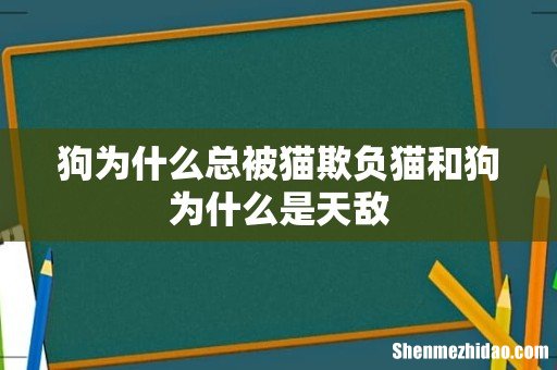 狗为什么总被猫欺负猫和狗为什么是天敌