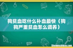狗狗严重贫血怎么调养 狗贫血吃什么补血最快