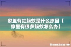 家里有很多蚂蚁怎么办 家里有红蚂蚁是什么原因