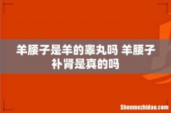 羊腰子是羊的睾丸吗 羊腰子补肾是真的吗