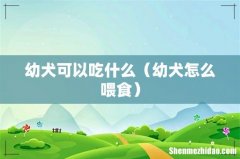 幼犬怎么喂食 幼犬可以吃什么