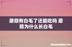 蘑菇有白毛了还能吃吗 蘑菇为什么长白毛