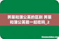 荠菜和蒲公英的区别 荠菜和蒲公英能一起吃吗_2