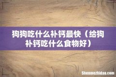 给狗补钙吃什么食物好 狗狗吃什么补钙最快