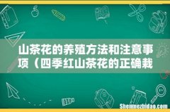 四季红山茶花的正确栽培方法 山茶花的养殖方法和注意事项