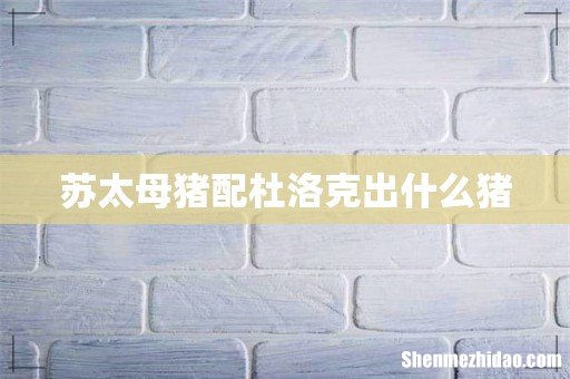 苏太母猪配杜洛克出什么猪