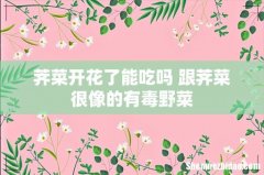 荠菜开花了能吃吗 跟荠菜很像的有毒野菜