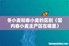 国内春小麦主产区在哪里 冬小麦和春小麦的区别