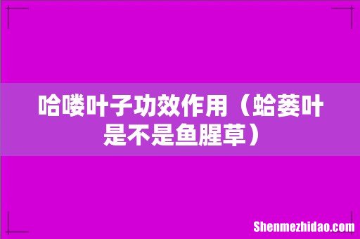 蛤蒌叶是不是鱼腥草 哈喽叶子功效作用