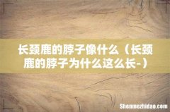 长颈鹿的脖子为什么这么长- 长颈鹿的脖子像什么