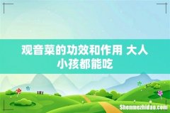 观音菜的功效和作用 大人小孩都能吃