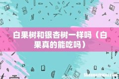 白果真的能吃吗 白果树和银杏树一样吗