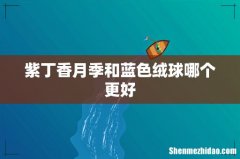 紫丁香月季和蓝色绒球哪个更好