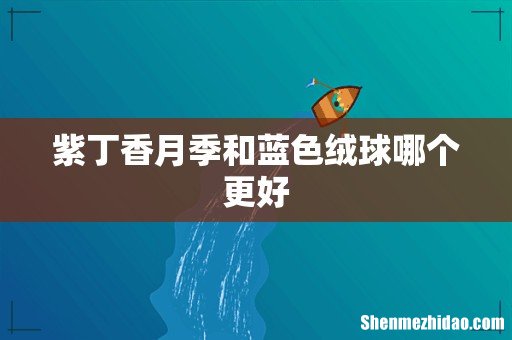 紫丁香月季和蓝色绒球哪个更好