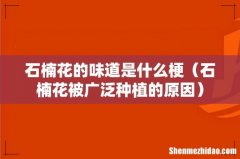 石楠花被广泛种植的原因 石楠花的味道是什么梗