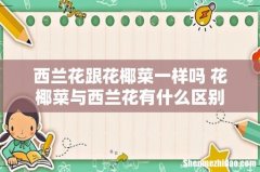 西兰花跟花椰菜一样吗 花椰菜与西兰花有什么区别