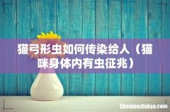 猫咪身体内有虫征兆 猫弓形虫如何传染给人