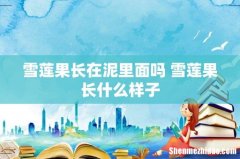 雪莲果长在泥里面吗 雪莲果长什么样子