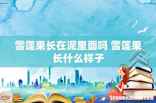 雪莲果长在泥里面吗 雪莲果长什么样子