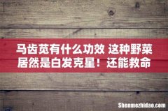 马齿苋有什么功效 这种野菜居然是白发克星！还能救命！可惜人们都扔了……