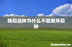 晚稻品种为什么不能做早稻种