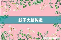 蚊子大脑构造