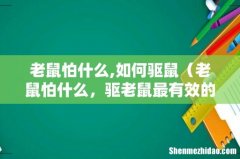 老鼠怕什么，驱老鼠最有效的办法 老鼠怕什么,如何驱鼠