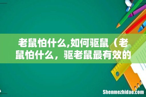 老鼠怕什么,驱老鼠最有效的办法 老鼠怕什么,如何驱鼠