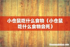 小仓鼠吃什么食物会死 小仓鼠吃什么食物
