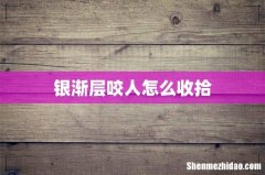 银渐层咬人怎么收拾