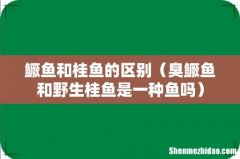 臭鳜鱼和野生桂鱼是一种鱼吗 鳜鱼和桂鱼的区别