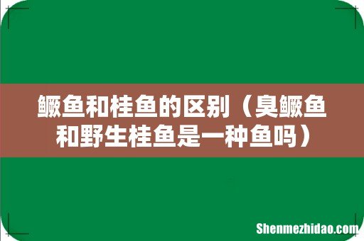 臭鳜鱼和野生桂鱼是一种鱼吗 鳜鱼和桂鱼的区别