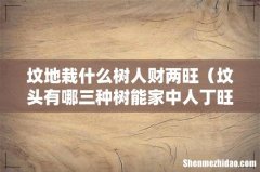 坟头有哪三种树能家中人丁旺 坟地栽什么树人财两旺