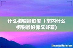 什么植物最好养（室内什么植物最好养又好看)