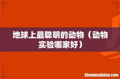 动物实验哪家好 地球上最聪明的动物