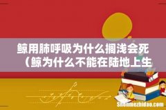 鲸为什么不能在陆地上生活 鲸用肺呼吸为什么搁浅会死