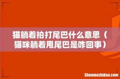 猫咪躺着甩尾巴是咋回事 猫躺着拍打尾巴什么意思