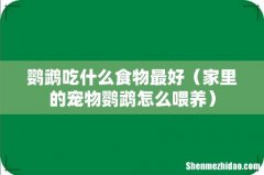 家里的宠物鹦鹉怎么喂养 鹦鹉吃什么食物最好
