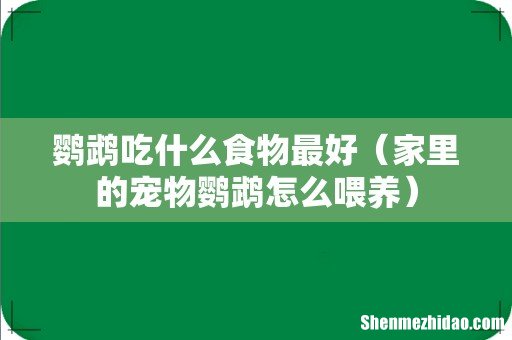 家里的宠物鹦鹉怎么喂养 鹦鹉吃什么食物最好