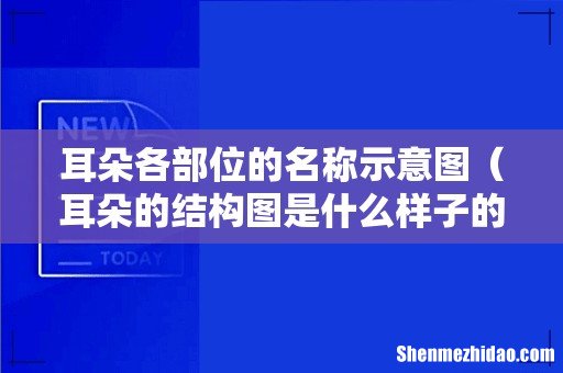 耳朵的结构图是什么样子的 耳朵各部位的名称示意图