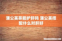 蒲公英茶能护肝吗 蒲公英搭配什么对肝好