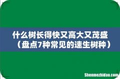盘点7种常见的速生树种 什么树长得快又高大又茂盛