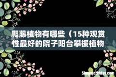 15种观赏性最好的院子阳台攀援植物 爬藤植物有哪些